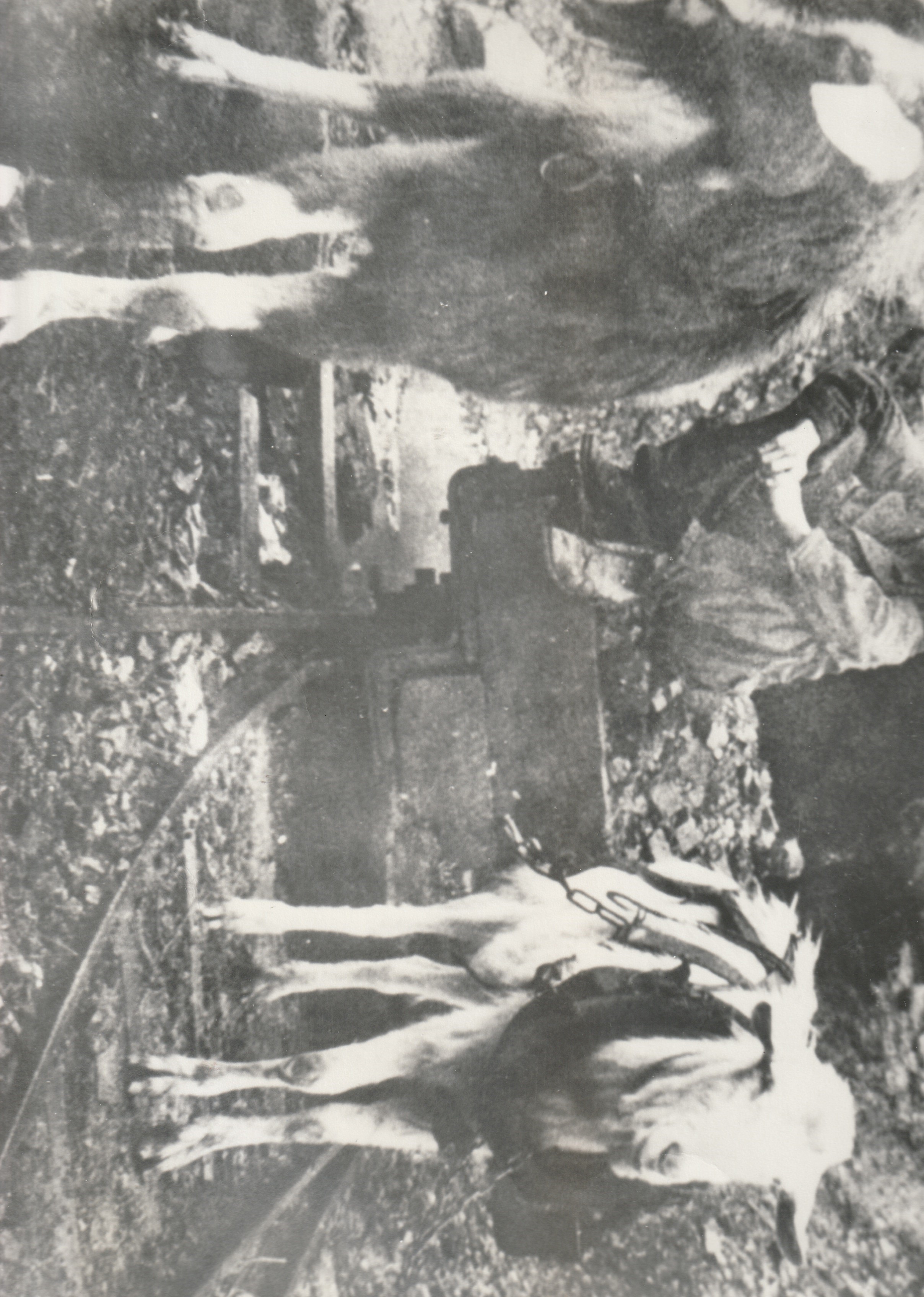 Animal Goats in Mine1.jpg